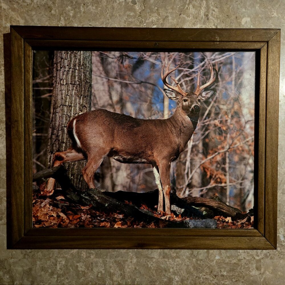 Vintage Large Photo of Deer Buck in 19"x23" Rustic Solid Wood Frame